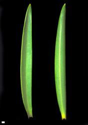 Veronica stenophylla var. stenophylla. Leaf surfaces, adaxial (left) and abaxial (right). Scale = 1 mm.
 Image: W.M. Malcolm © Te Papa CC-BY-NC 3.0 NZ